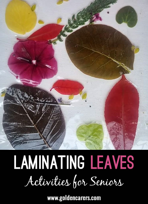 Embrace the beauty of nature by preserving leaves through laminating, creating lasting memories and beautiful decorations.