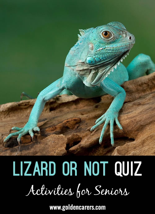 August 14 is World Lizard Day. How well do you know your Lizards?