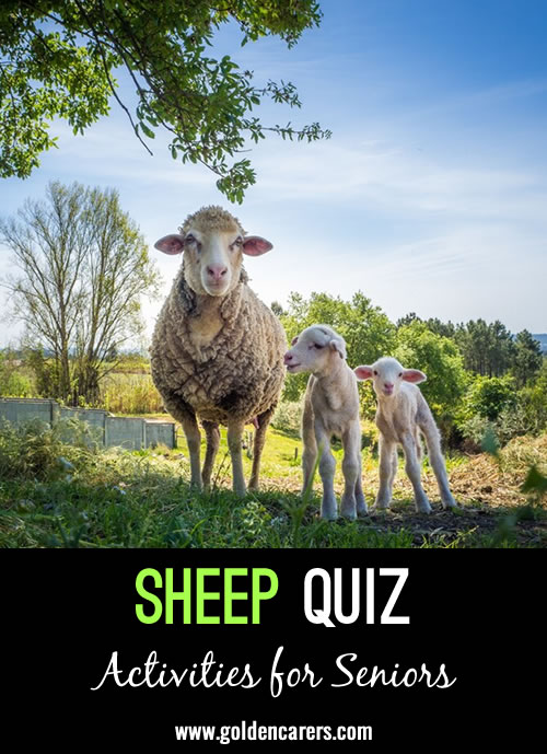 An all-things sheep quiz with a mix of fun facts and nursery rhyme trivia!