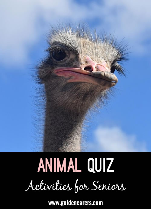 Here is a multiple choice animal-themed quiz to enjoy!