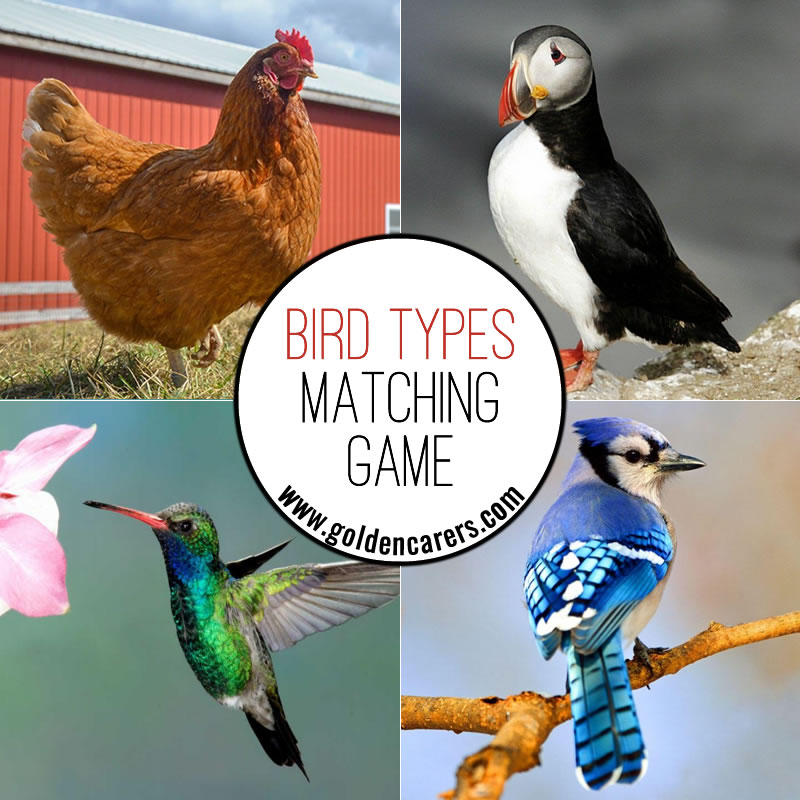 Bird Types Matching Game