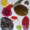 Laminating leaves 