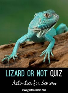 Lizard or not