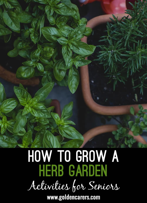 How to Grow a Herb Garden with Seniors