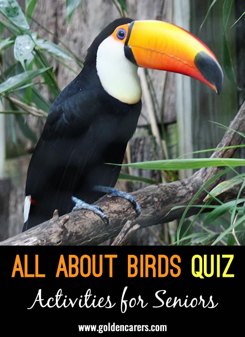 All About Birds Quiz