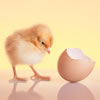 Chick Hatching Program for Seniors