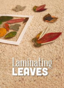 Laminating Leaves