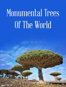 Monumental Trees of the World