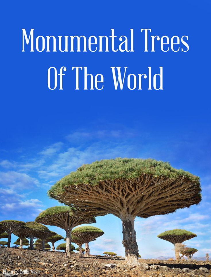 Monumental Trees of the World