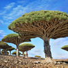 Monumental Trees of the World