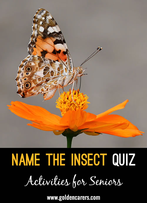 Name the Insect Quiz