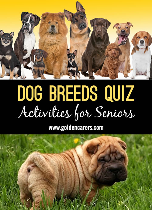 Dog Breeds Quiz