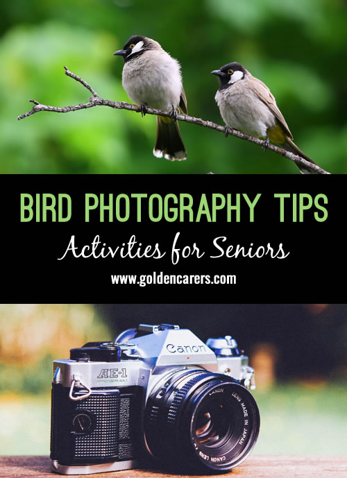 Bird Photography Display Day + Photography Tips