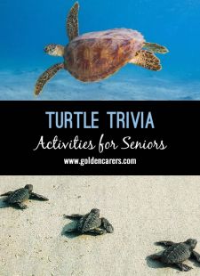 Turtle Trivia