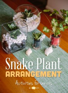 Gift Idea: Plant Arrangement