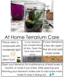 Closed Terrarium