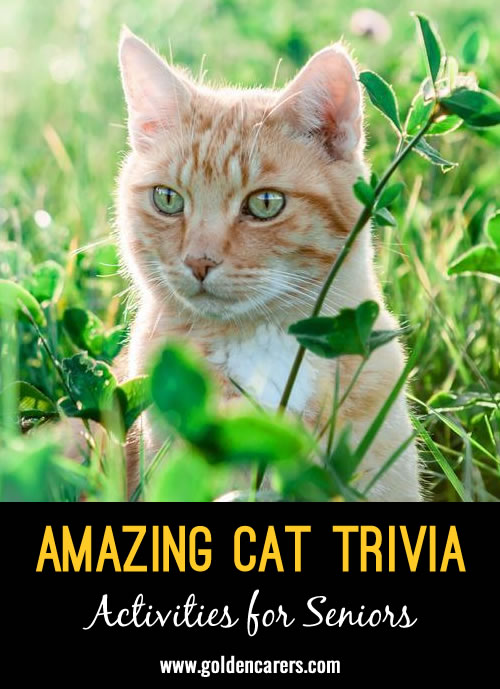 Amazing Cat Trivia