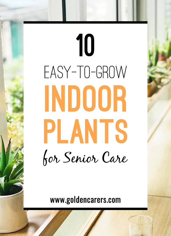 10 Easy-to-Grow Indoor Plants for the Elderly