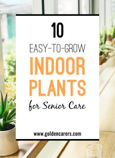 10 Easy-to-Grow Indoor Plants for the Elderly