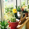 10 Easy-to-Grow Indoor Plants for the Elderly