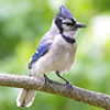 In-Room Bird Watching