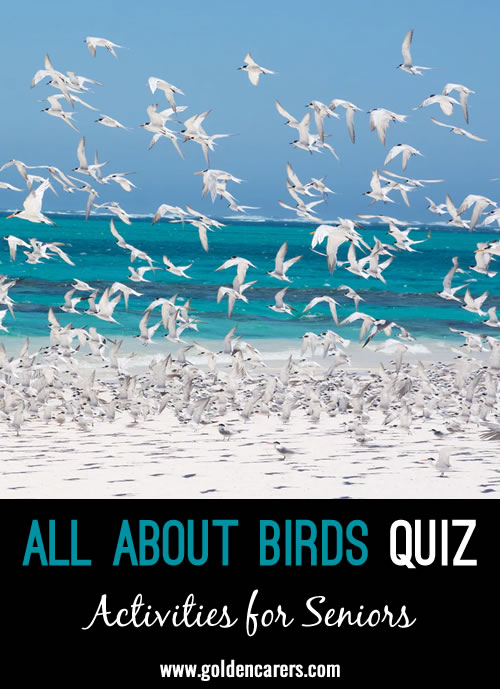 All About Birds Quiz