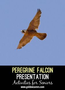 Peregrine Falcon Presentation