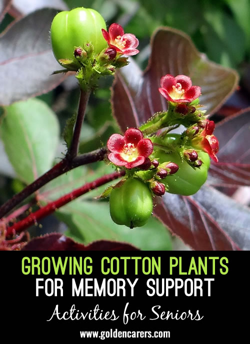 Growing Cotton Plants for Memory Support