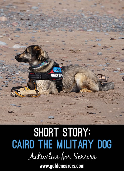 Cairo the Military Dog