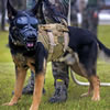 Cairo the Military Dog