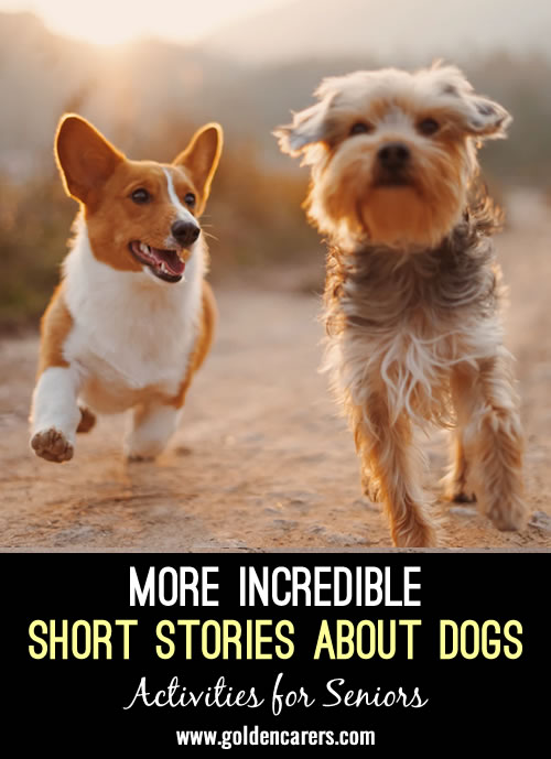 2 More Incredible Dog Stories