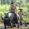 Trivia: Vietnam's Water Buffalo