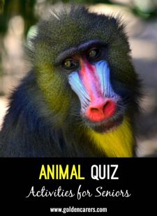 Animal Quiz