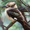 Guess the Australian Birds Quiz