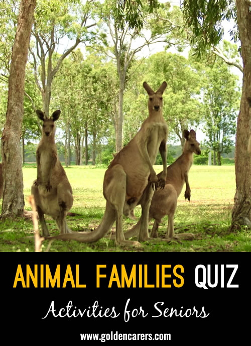 Animal Families Quiz