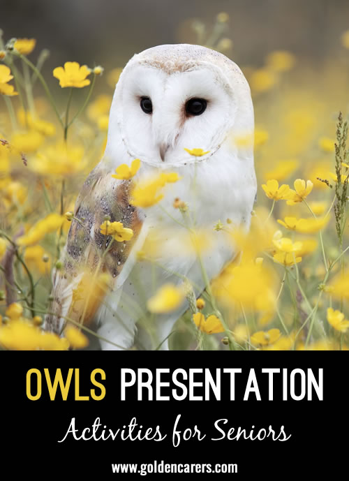 Owls Presentation