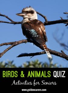 Birds & Animals Quiz