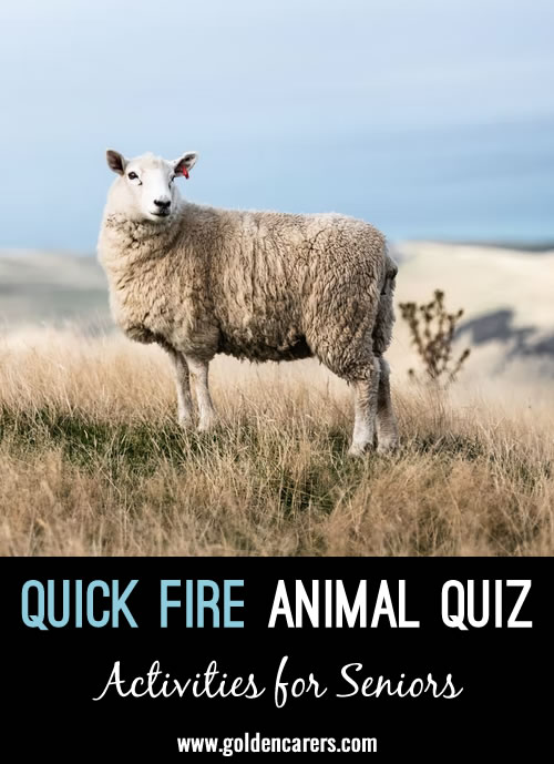 Quick Fire Animal Quiz