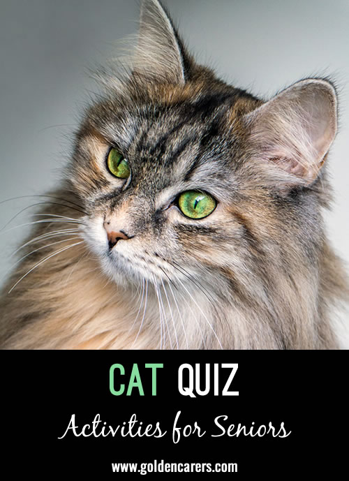 Cat Quiz #2