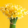 Daffodil Day Posters