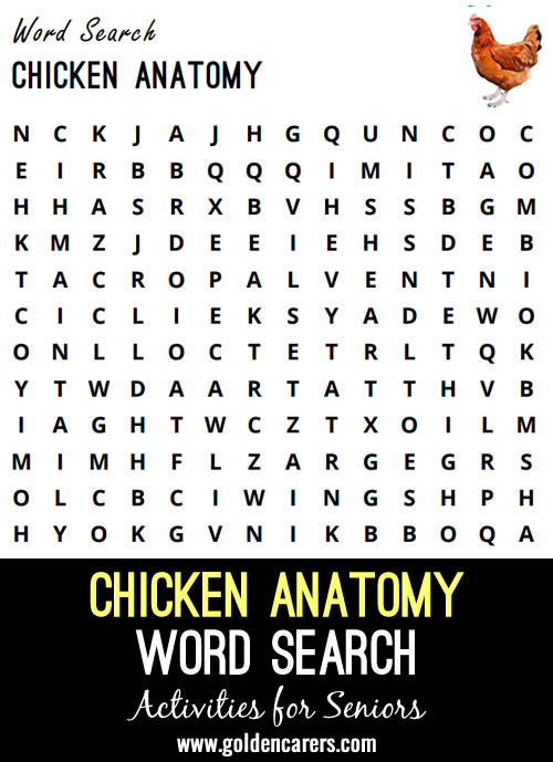 Chicken Anatomy Word Search