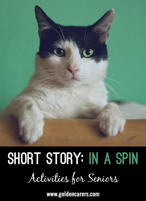 In a Spin - a True Cat Story