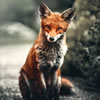 Quick Brown Fox - True or False?