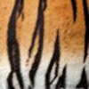 Animal Skin Picture Quiz 