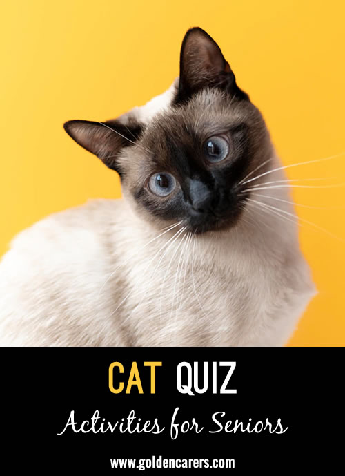 Cat Quiz