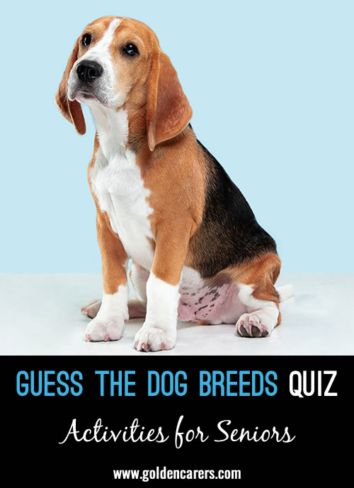 Guess the Dog Breeds Quiz