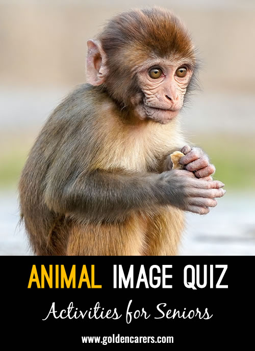 Animal Image Quiz