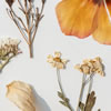 Dried Flower Bookmarks