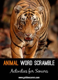 Animal Word Scramble