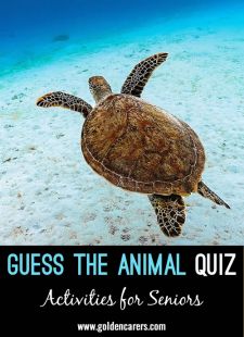 Guess the Animal Visual Quiz